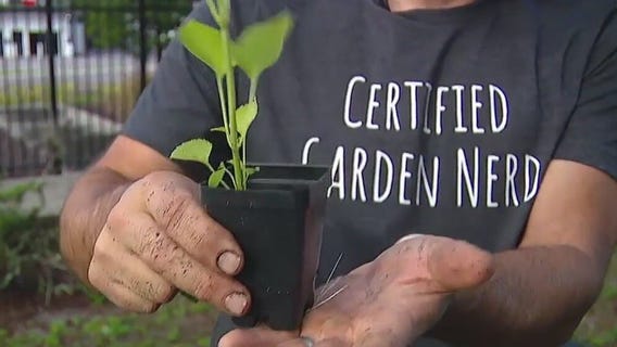 Which plants can survive through heavy rain?