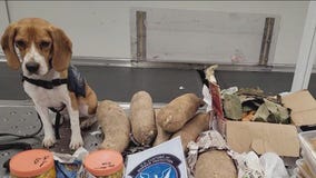 K9 at O'Hare Airport confiscates student's graduation gift