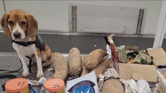 K9 at O'Hare Airport confiscates student's graduation gift