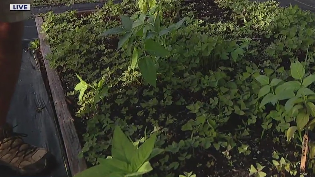 Putting in some new seeds