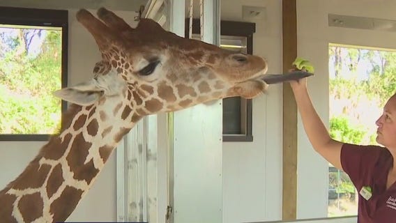 Summer fun at Busch Gardens