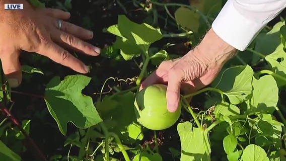 Mystery melon grows in our garden