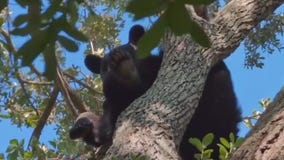 New Florida laws going into effect on July 1