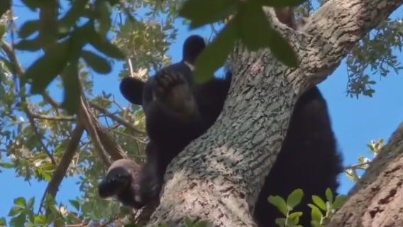 New Florida laws going into effect on July 1