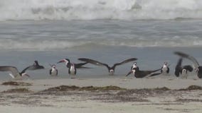 Beachgoers warned about fireworks impact on birds