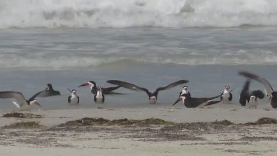Beachgoers warned about fireworks impact on birds