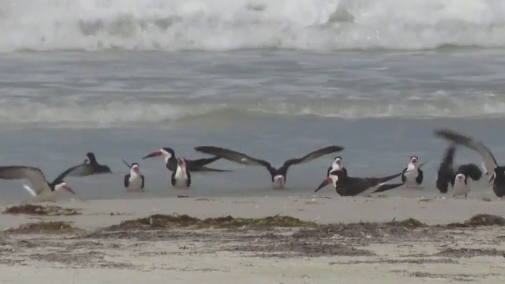 Beachgoers warned about fireworks impact on birds