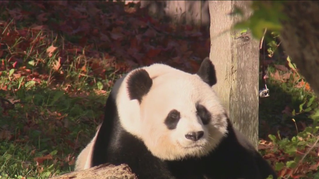 Pandas returning to China from Smithsonian's National Zoo