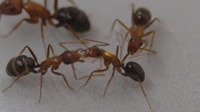 Carpenter ants 'perform surgery' on nestmates