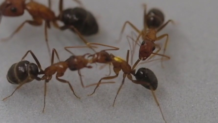 Carpenter ants 'perform surgery' on nestmates