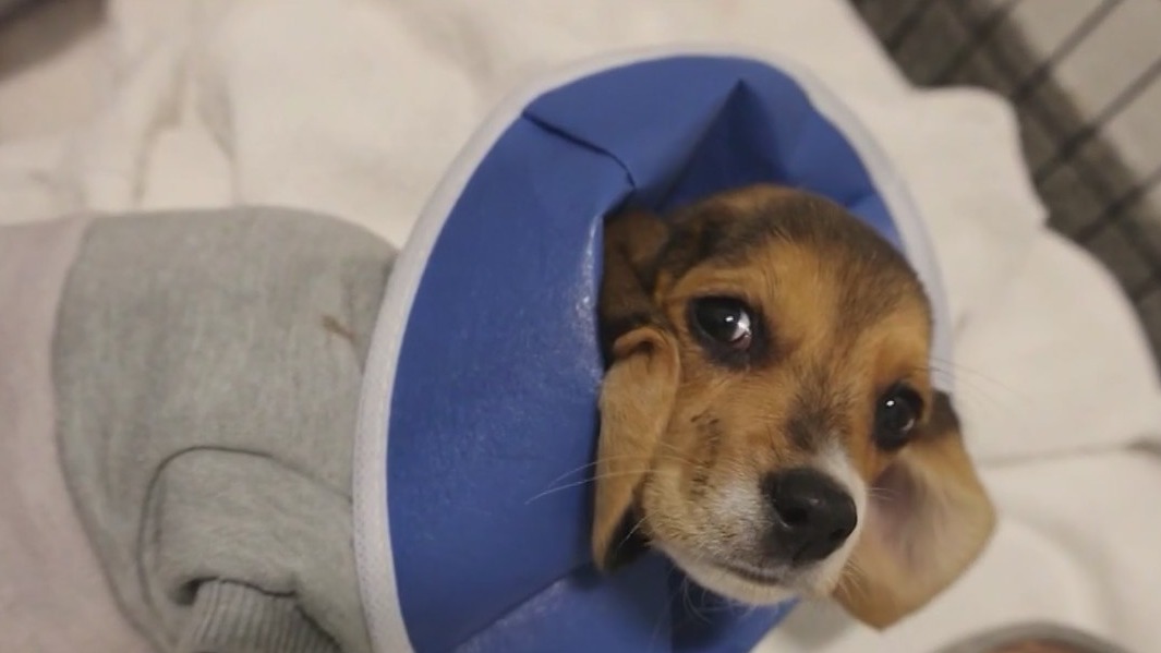PAWS Chicago saves puppies with parvovirus with new breakthrough treatment
