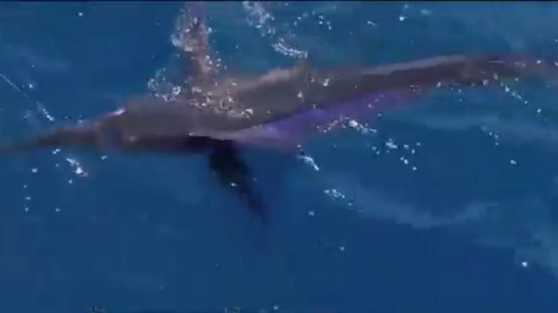 St. Patrick?s Day, Muse, and saltwater fishing: Fun things to do this weekend