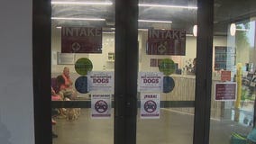 Humane Society of Tampa Bay resuming dog intakes