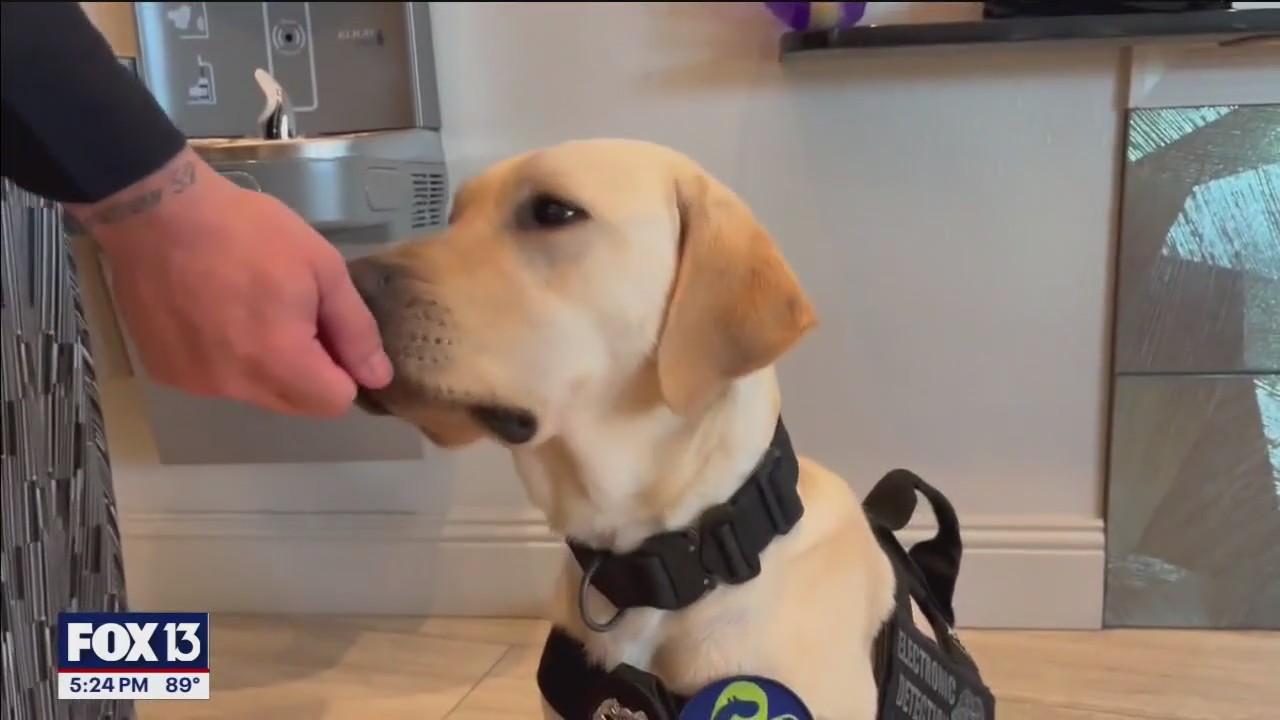 Pinellas Park police welcome electronic detection K-9 | FOX 13 Tampa Bay