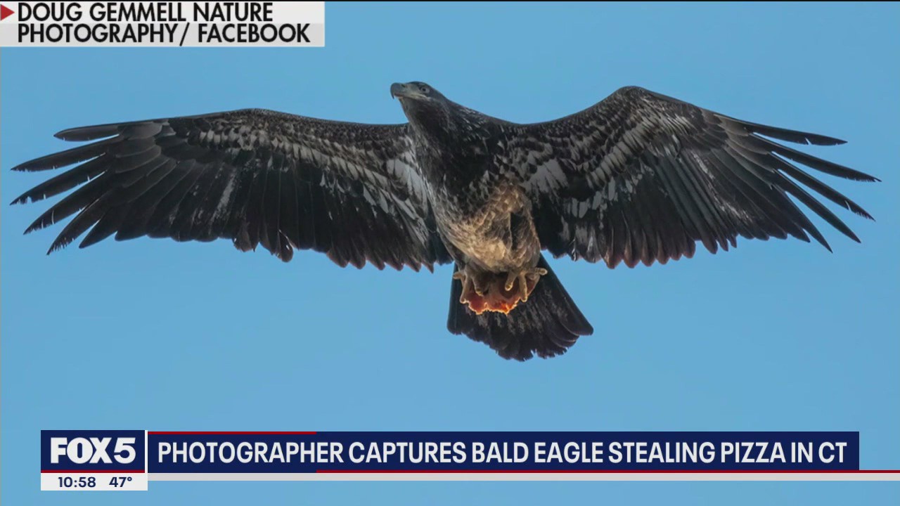 Bald eagle grabs slice of pizza