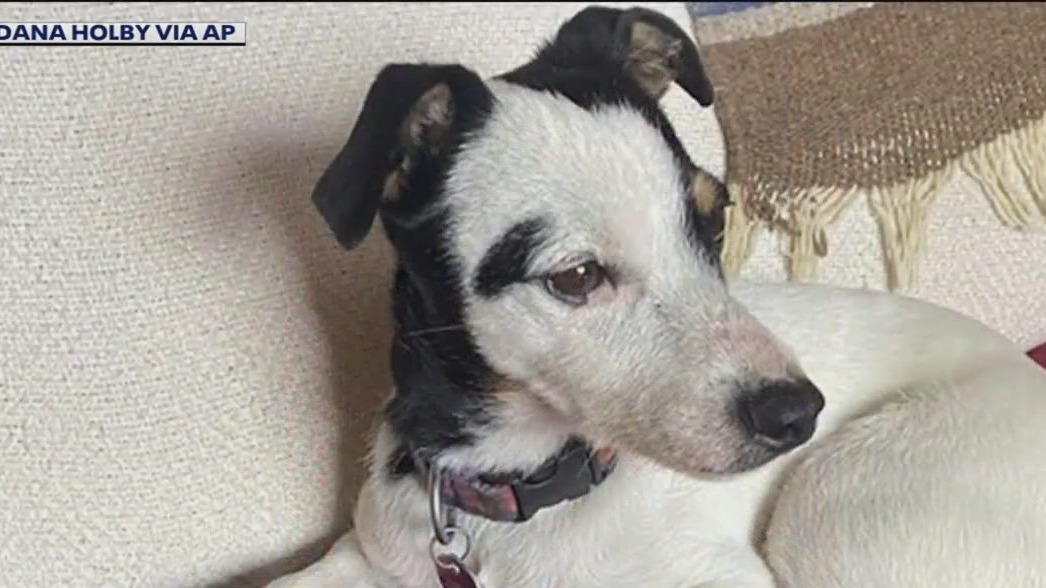 Across America: Dog survives 72 days by owner's side after death