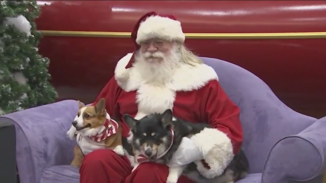 How to keep your pets safe this holiday season