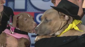 PAWS Chicago annual Fur Ball raises money for no-kill shelter