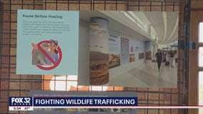 Lincoln Park Zoo, O'Hare Airport partner to combat wildlife trafficking