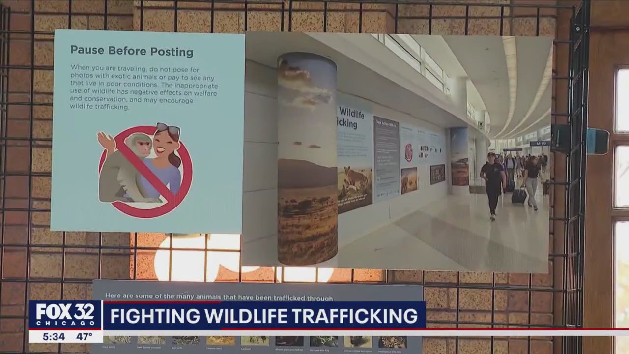 Lincoln Park Zoo, O'Hare Airport partner to combat wildlife trafficking