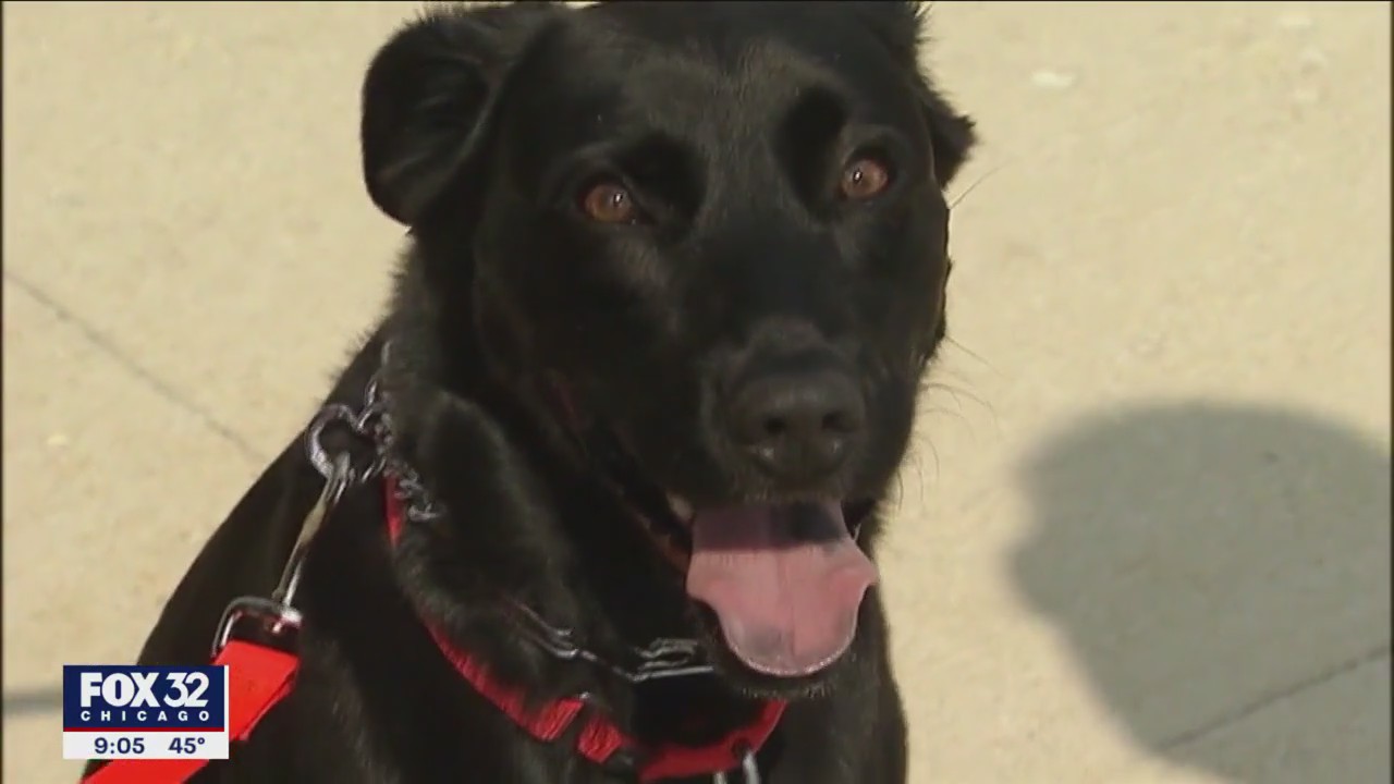 Mystery respiratory illness sickening dogs across Illinois