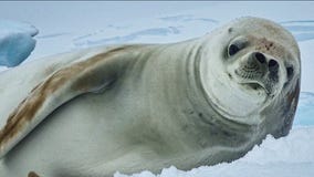 Renowned photographer captures stunning images using only smartphones