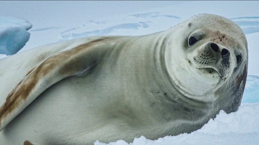 Renowned photographer captures stunning images using only smartphones