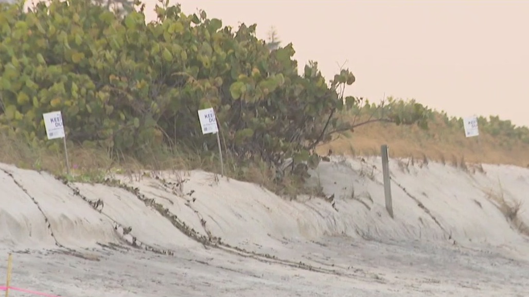 Pinellas beach dunes inspected after Debby