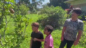 Clearwater community garden party