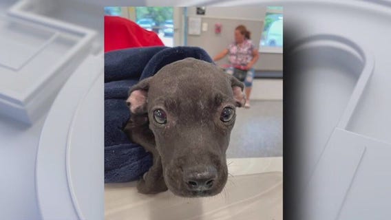 Animal shelter filled with lost pets after Debby