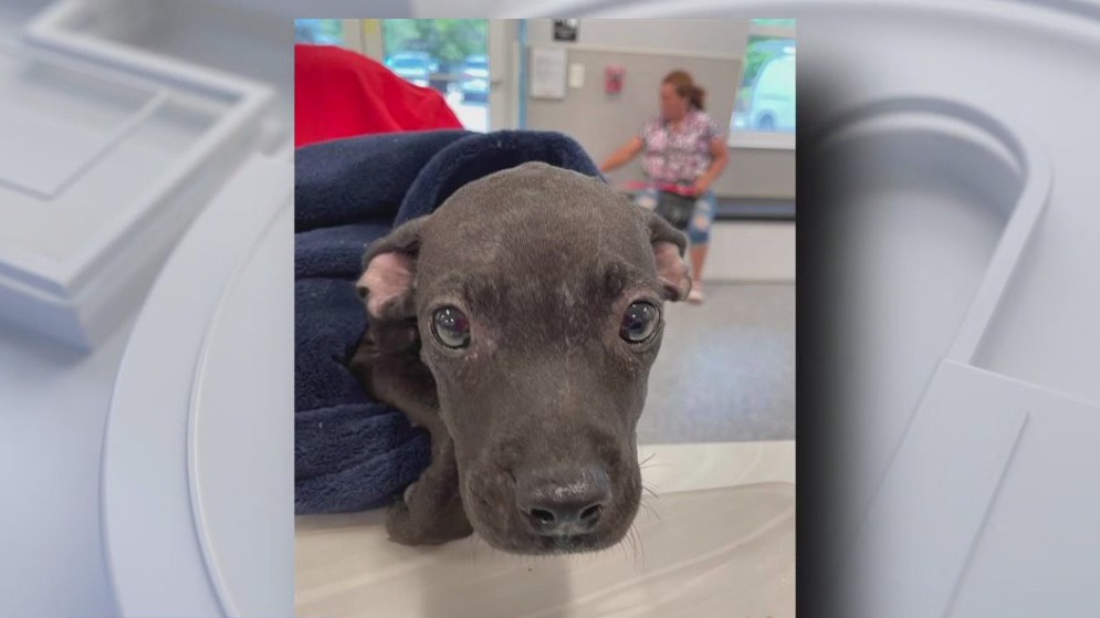 Animal shelter filled with lost pets after Debby