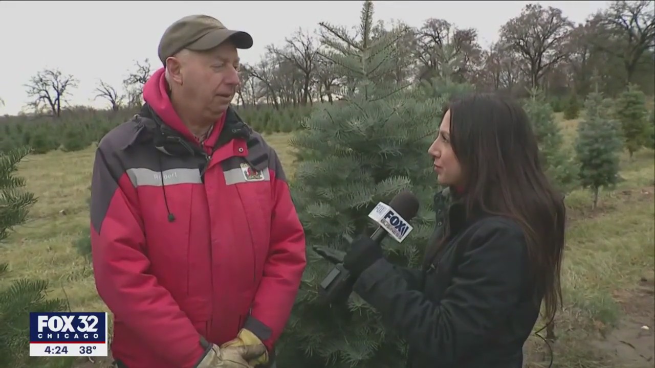 Christmas tree prices climbing