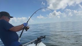 Mak'n Waves: Tarpon in Tampa Bay