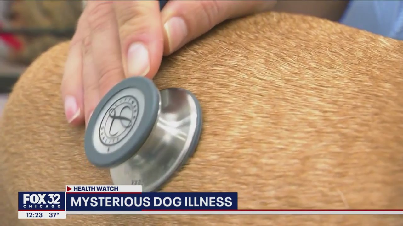 Mysterious illness in dogs continues to spread