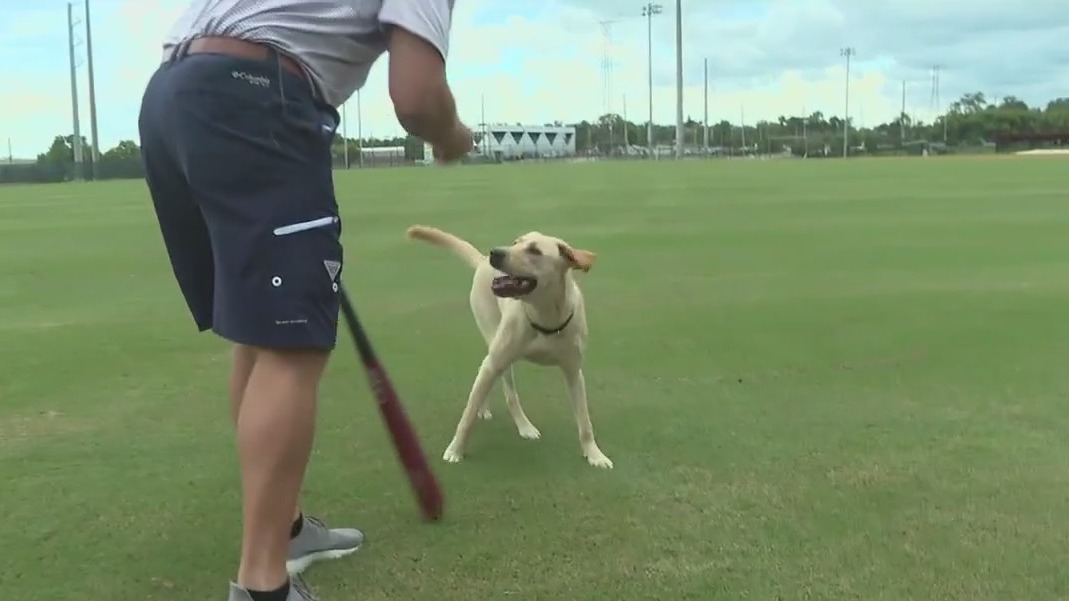 Meet the Clearwater Threshers' bat dog
