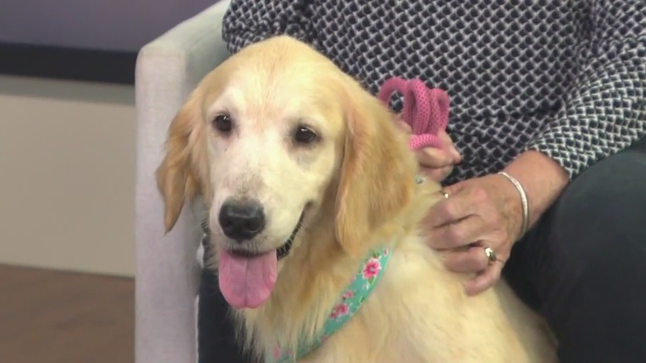 FOX 13 Pet of the Week | FOX 13 Tampa Bay