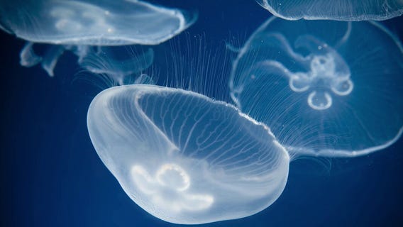 Close encounters at the Shedd Aquarium