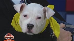 PAWS Chicago Holiday Adopt-a-Thon kicks off Friday