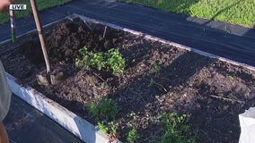 Breaking up weeds with an action hoe