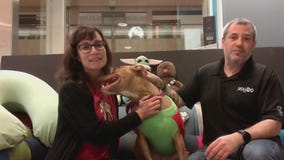 Orphans of the Storm partners with Yogibo to find Scarlett a forever home