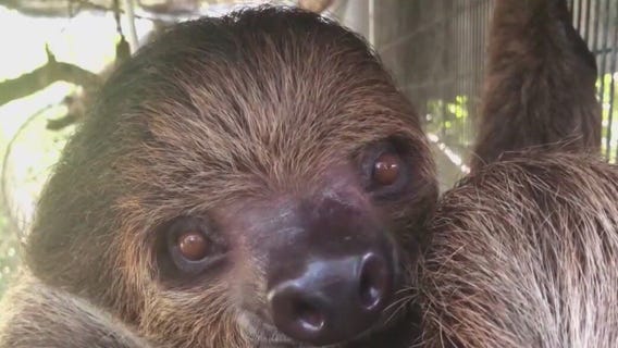 Health warning in Florida regarding sloth fever