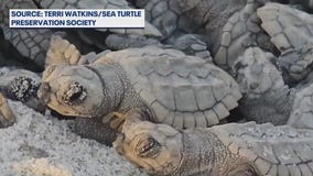 Record nesting season for rare sea turtle species