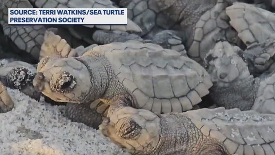 Record nesting season for rare sea turtle species