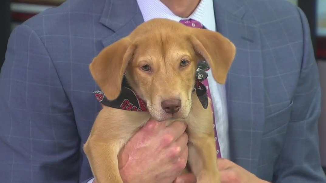 Meet Phoenix, the FOX 13 Pet of the Week | FOX 13 Tampa Bay
