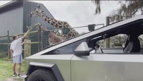 Cyber Truck Safari in Pasco County