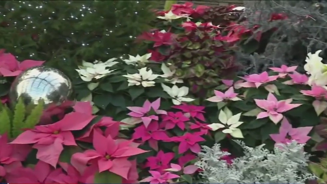Garfield Park Conservatory hosts flower show