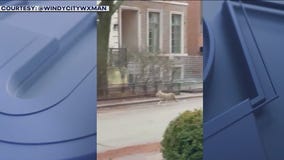 Coyote spotted roaming the streets of Lincoln Park