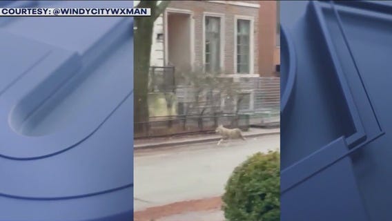 Coyote spotted roaming the streets of Lincoln Park