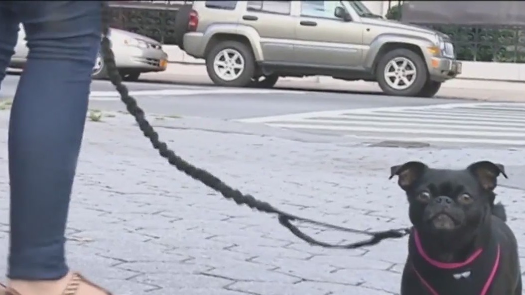 How to help pets live longer, healthier in 2024