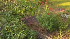 Dealing with tree and garden damage after storms